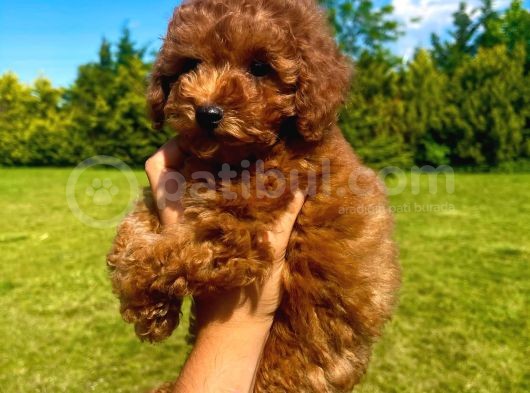 Orji̇nal Toy Poodle Yavrularimiz görsel