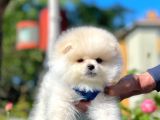 Teddy Face Pomeranian Bol Tüylü Yavrular