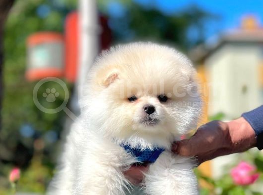 Teddy Face Pomeranian Bol Tüylü Yavrular görsel