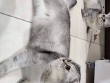 1 Yaşında Safkan Erkek Kedilerimiz Çok Oyuncu ve Sevgi Dolular