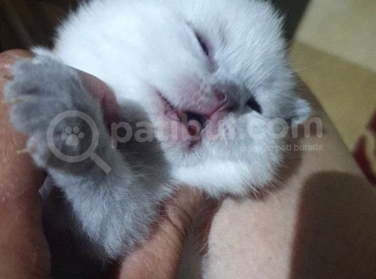 Blue Point Yavrularimiz Sizi Bekliyor görsel