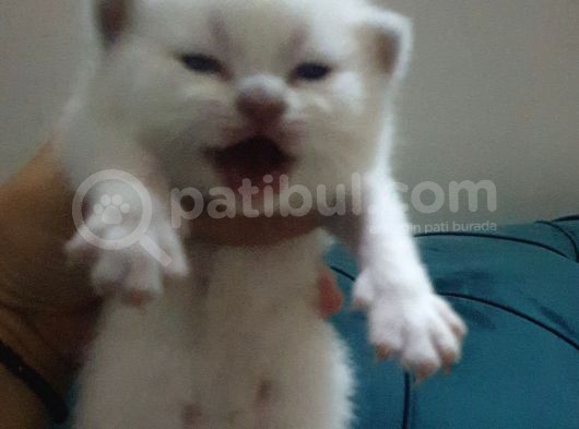 Blue Point Yavrularimiz Sizi Bekliyor görsel