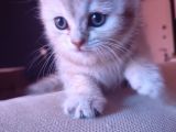 1.5 Aylık Yavru Kedi Anne British Baba Scotish