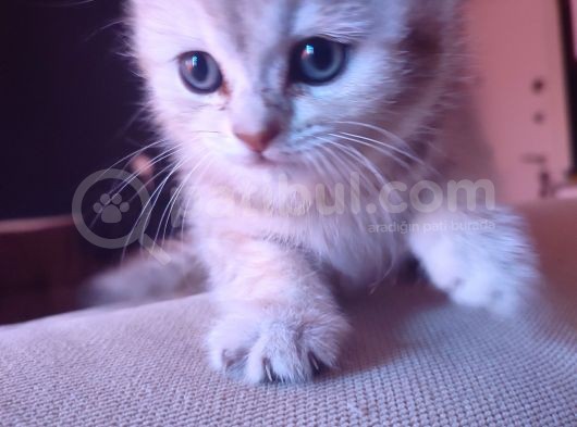 1.5 Aylık Yavru Kedi Anne British Baba Scotish görsel
