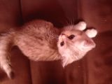1.5 Aylık Yavru Kedi Anne British Baba Scotish