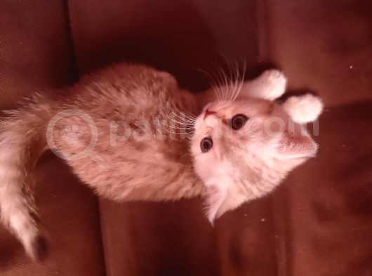 1.5 Aylık Yavru Kedi Anne British Baba Scotish