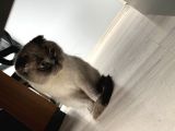 Ares Ve Ponçik  8 Ay Ve 1 Yaş Ikiside Kısır Değildir Ve 4 Yavru