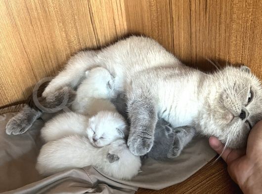 Ares Ve Ponçik  8 Ay Ve 1 Yaş Ikiside Kısır Değildir Ve 4 Yavru görsel