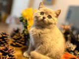 2 Aylık Safkan Lilac Yavrular