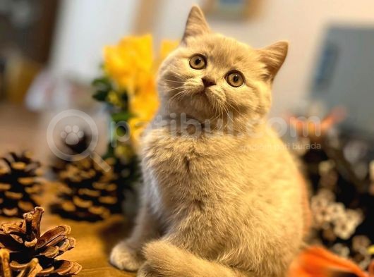 2 Aylık Safkan Lilac Yavrular görsel