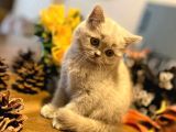 2 Aylık Safkan Lilac Yavrular