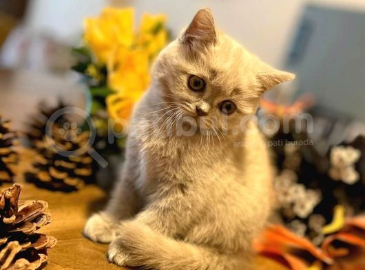 2 Aylık Safkan Lilac Yavrular görsel