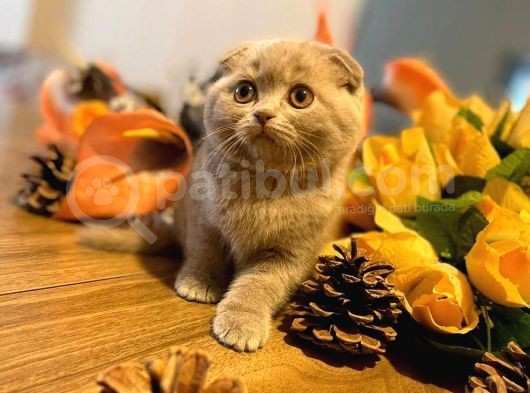 2 Aylık Safkan Lilac Yavrular görsel