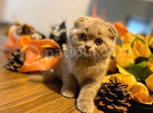 2 Aylık Safkan Lilac Yavrular görsel