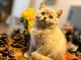 2 Aylık Safkan Lilac Yavrular