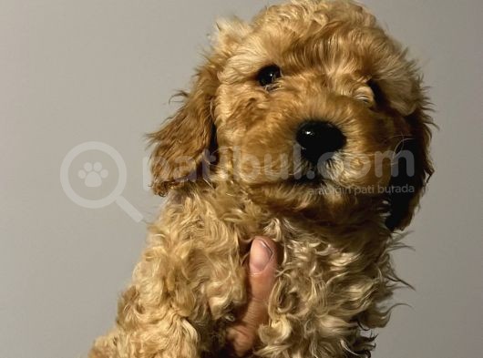 Uygun 2 Adet Erkek Poodle Tesli̇me Hazir görsel