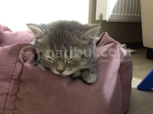 Scotti̇sh Strai̇ght görsel