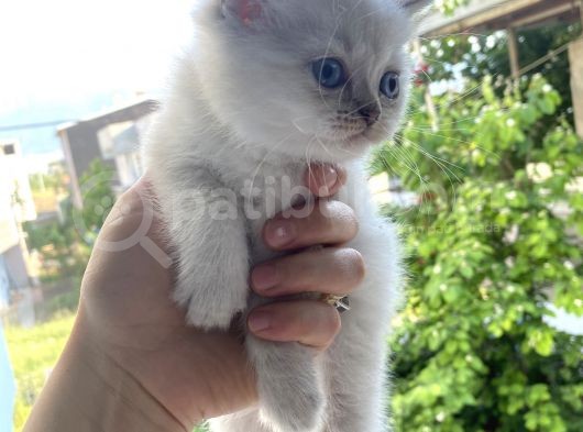 British Shorthair görsel