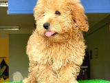 Orji̇nal Malti̇po