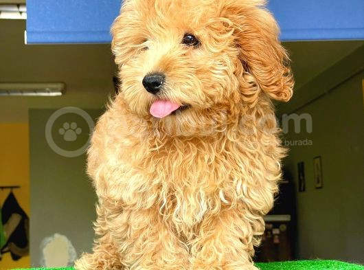 Orji̇nal Malti̇po görsel