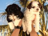 Mini Morkie Babyface