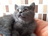 Anne Ve Babası Şahane Yavrular Efsane