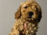 A Kali̇te Erkek Poodle Yavrularim