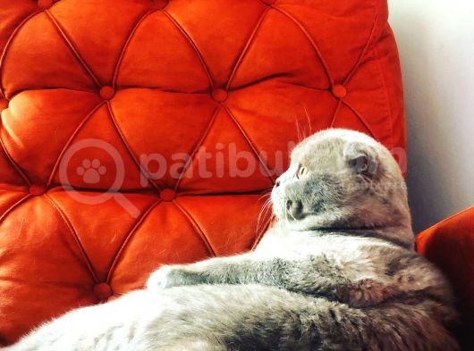 Oğlumuzu Sahiplendiriyoruz görsel