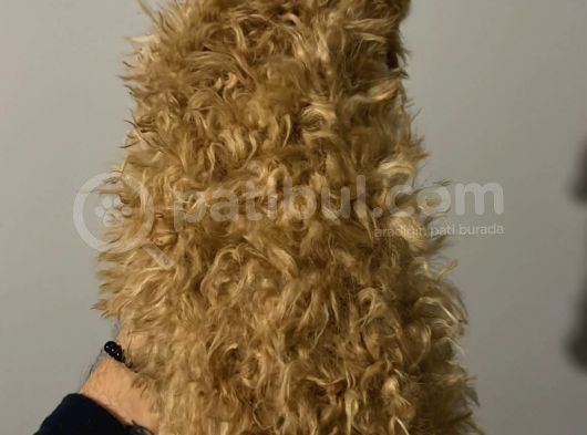A Kali̇te Erkek Poodle Yavrularim görsel