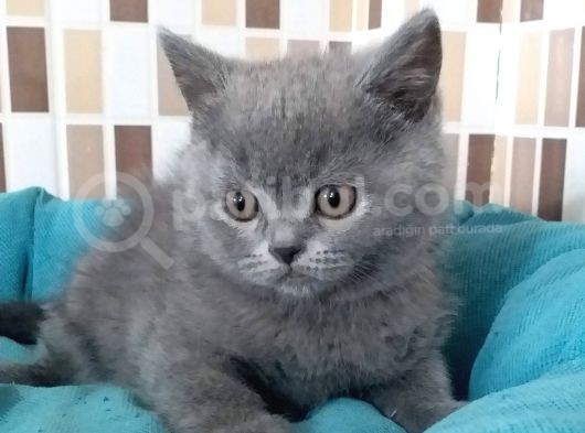 Anne Ve Babası Şahane Yavrular Efsane görsel