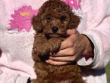 Secereli Toy Poodle Bebekler