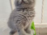 Ankara İçi Kedi Sahiplendirme