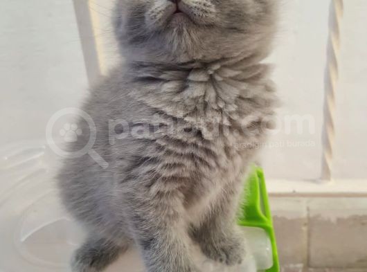 Ankara İçi Kedi Sahiplendirme