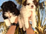 Mini Morkie Babyface