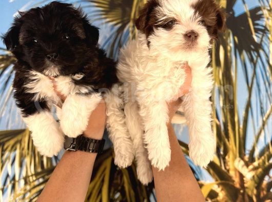 Mini Morkie Babyface