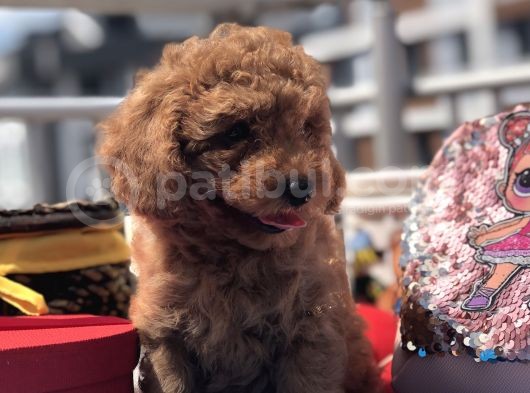 Kali̇teli̇ Red Toy Poodle Yavrulari görsel