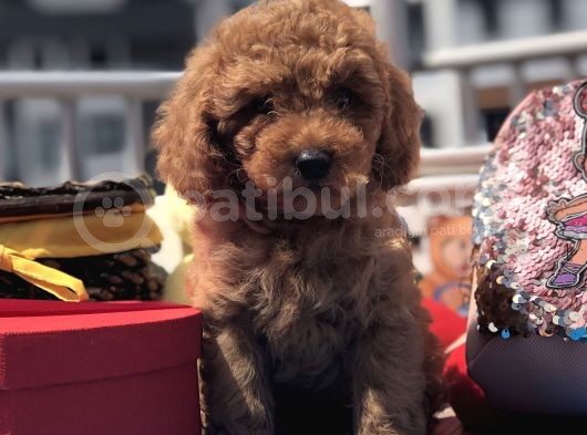 Kali̇teli̇ Red Toy Poodle Yavrulari