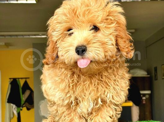 Orji̇nal Malti̇po görsel