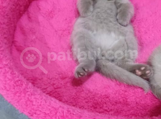 2 Aylık Bebeğimizi Ücretli Sahiplendiriyoruz  görsel