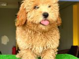 Orji̇nal Malti̇po