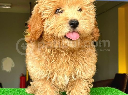 Orji̇nal Malti̇po görsel