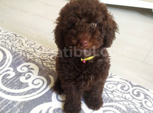 Nadir Bulunan Chocolate Toy Poddle