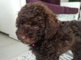 Nadir Bulunan Chocolate Toy Poddle