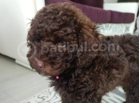 Nadir Bulunan Chocolate Toy Poddle görsel