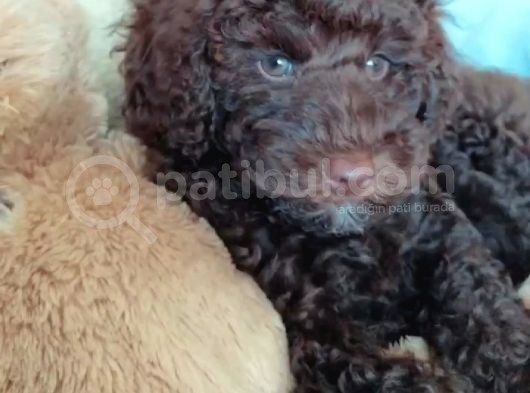 Nadir Bulunan Chocolate Toy Poddle görsel