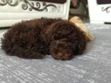 Nadir Bulunan Chocolate Toy Poddle