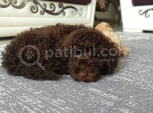 Nadir Bulunan Chocolate Toy Poddle görsel