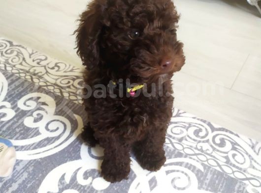 Nadir Bulunan Chocolate Toy Poddle görsel