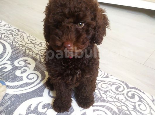 Nadir Bulunan Chocolate Toy Poddle görsel