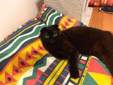 Siyah Inci Cins Kedi